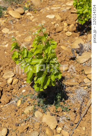 Typical vineyard with stones near Chateauneuf-du-Pape, Cotes du Rhone, France Typical vineyard with stones near Chateauneuf-du-Pape, Cotes du Rhone, France 120114354