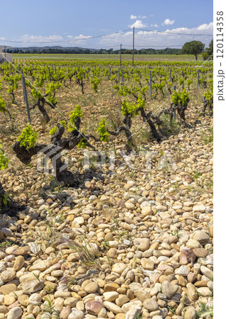 Typical vineyard with stones near Chateauneuf-du-Pape, Cotes du Rhone, France Typical vineyard with stones near Chateauneuf-du-Pape, Cotes du Rhone, France 120114358