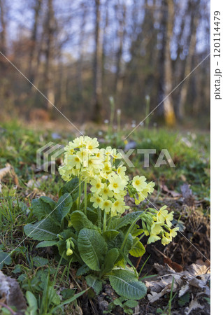 primrose in the Jura region of France 120114479