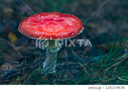 Mature Amanita Muscaria, Known as the Fly Agaric or Fly Amanita 120114636