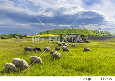 Typical landscape near Ranna, Ceske Stredohori, Northern Bohemia, Czech Republic Typical landscape near Ranna, Ceske Stredohori, Northern Bohemia, Czech Republic 120114659