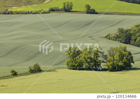 Landscape with chapel of St. Barborkas near Strazovice, Southern Moravia, Czech Republic Landscape with chapel of St. Barborkas near Strazovice, Southern Moravia, Czech Republic 120114666