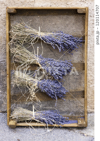 Four bouquet of dried lavender, hanged up 120114707