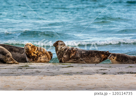 A harbor seal colony resting on a sandbank near the ocean. Picture from Falsterbo in Scania, Sweden 120114735