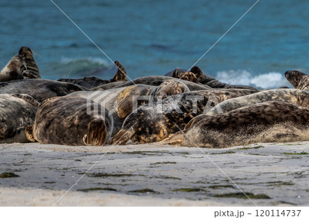 A harbor seal colony resting on a sandbank near the ocean. Picture from Falsterbo in Scania, Sweden A harbor seal colony resting on a sandbank near the ocean. Picture from Falsterbo in Scania, Sweden 120114737