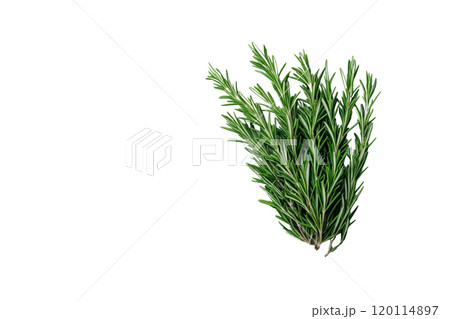 Fresh rosemary sprig with vibrant green leaves, perfect for culinary use and garnishing dishes. Its aromatic scent enhances flavors in cooking 120114897