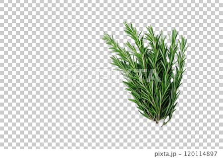 Fresh rosemary sprig with vibrant green leaves, perfect for culinary use and garnishing dishes. Its aromatic scent enhances flavors in cooking 120114897