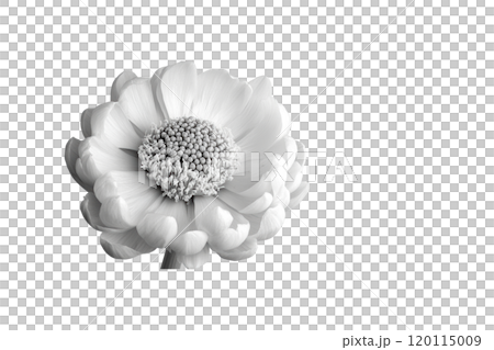 beautiful white flower with delicate petals and intricate details, showcasing nature elegance and simplicity. Perfect for floral designs or nature themed projects 120115009