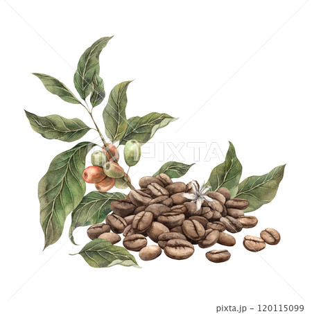 Freshly roasted coffee beans with botanical branch and berries of coffee tree. Watercolor hand drawn illustration, suitable for banner design, coffee pack packaging, shops and cafes, menu, postcards 120115099