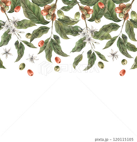 Coffee plant with green leaves and red coffee fruits are located at the top. Ripe coffee berries with white flowers. Watercolor square frame for shop, cafe, banner, postcard, coffee packaging design Coffee plant with green leaves and red coffee fruits are located at the top. Ripe coffee berries with white flowers. Watercolor square frame for shop, cafe, banner, postcard, coffee packaging design 120115105