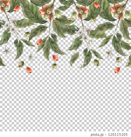 Coffee plant with green leaves and red coffee fruits are located at the top. Ripe coffee berries with white flowers. Watercolor square frame for shop, cafe, banner, postcard, coffee packaging design Coffee plant with green leaves and red coffee fruits are located at the top. Ripe coffee berries with white flowers. Watercolor square frame for shop, cafe, banner, postcard, coffee packaging design 120115105