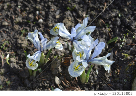 Iris Katherine Hodgkin 120115803
