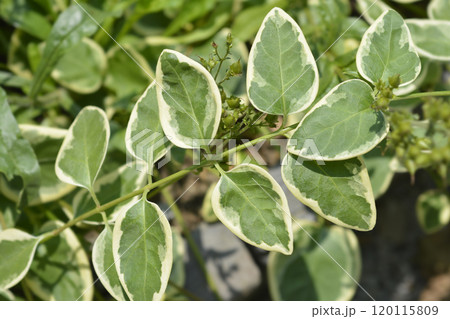 Variegated Greater periwinkle Variegated Greater periwinkle 120115809