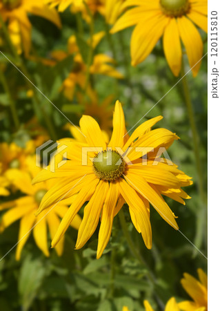 Gloriosa Daisy Irish Eyes Gloriosa Daisy Irish Eyes 120115810