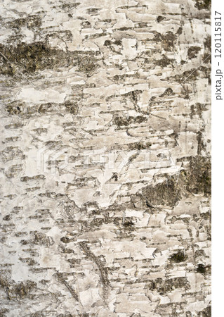 Pubescent birch 120115817