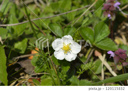 Wild strawberry 120115832