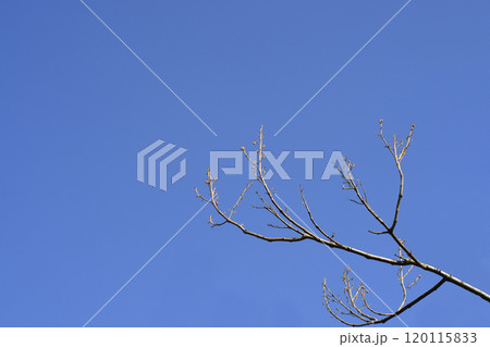 Empress tree 120115833