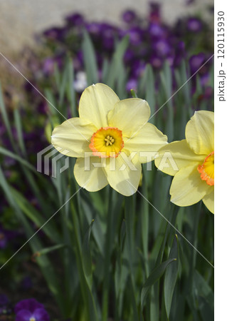 Daffodil Juanita 120115930