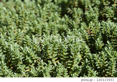 Shrubby veronica Green Globe 120115931