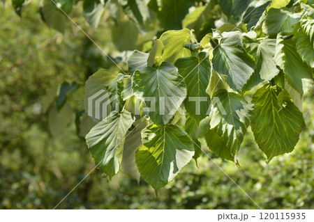 Handkerchief tree 120115935
