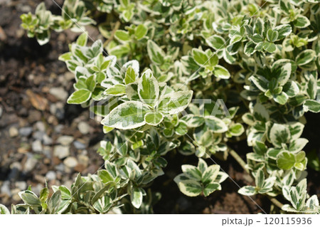 Variegated Wintercreeper Variegated Wintercreeper 120115936