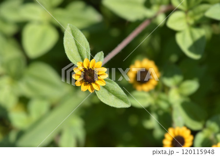 Mexican creeping zinnia Mexican creeping zinnia 120115948