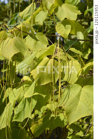 Yellow catalpa 120115953