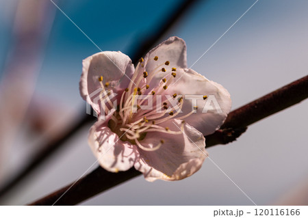 Cherry Blossom Close-Up: Vibrant Bloom on Cyan Background Cherry Blossom Close-Up: Vibrant Bloom on Cyan Background 120116166