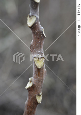 Tree of heaven 120116415