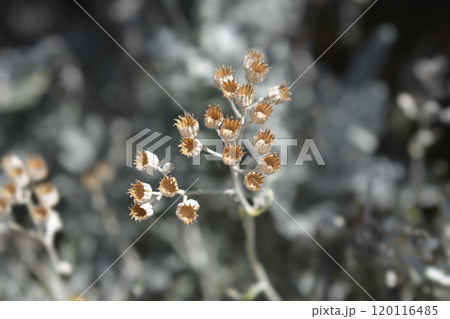 Silver ragwort 120116485
