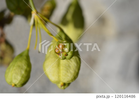 Blackberry lily 120116486