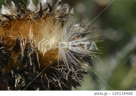 Artichoke thistle 120116488