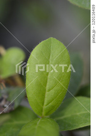 Laurustinus Gwenllian Laurustinus Gwenllian 120116489