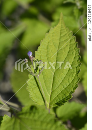 Blue mist spiraea 120116493