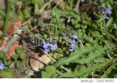 Ground ivy Ground ivy 120116501
