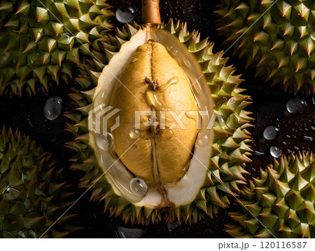 Seamless durian pattern design for backgrounds and textiles Seamless durian pattern design for backgrounds and textiles 120116587