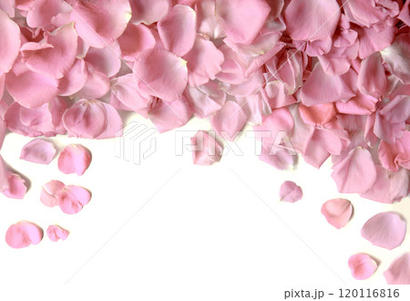 Natural background of rose petals 120116816