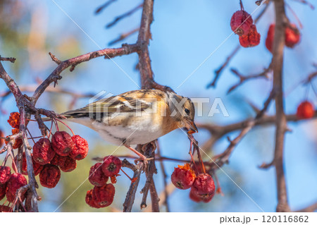 Brambling (Fringilla montifringilla) feeds on 120116862