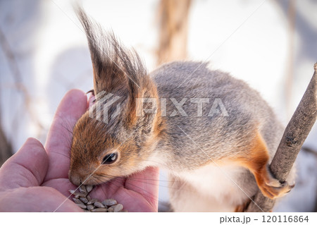 Squirrel eats nuts from a man's hand. Caring for Squirrel eats nuts from a man's hand. Caring for 120116864
