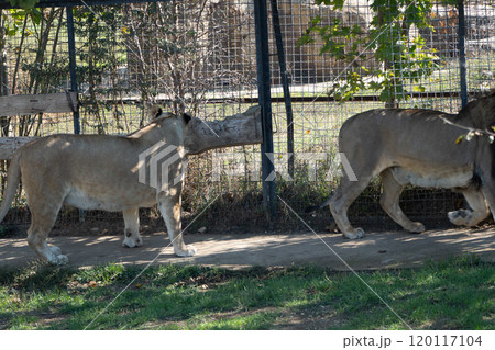 Lions Zoo Enclosure Walking Africa 120117104