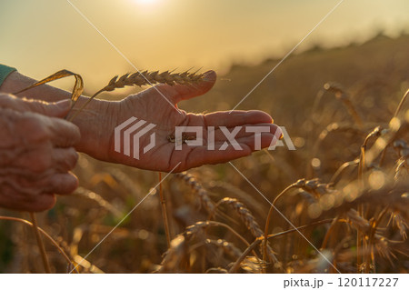 Close up of senior farmers hands holding and examining grains of wheat of wheat against a background of ears in the sunset light. Close up of senior farmers hands holding and examining grains of wheat of wheat against a background of ears in the sunset light. 120117227
