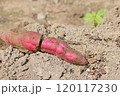 子どもの生活の様子 120117230