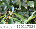 公園の様子 120117324
