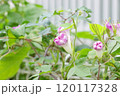 公園の様子 120117328