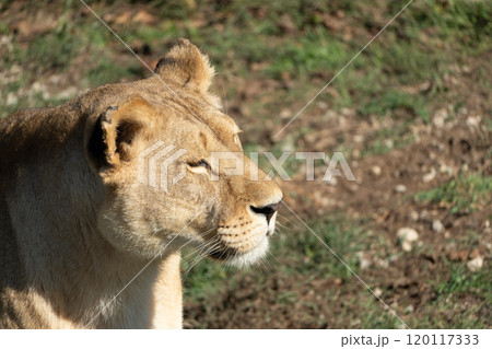 Lioness Portrait Closeup Grassy Habitat Wildlife Photography 120117333