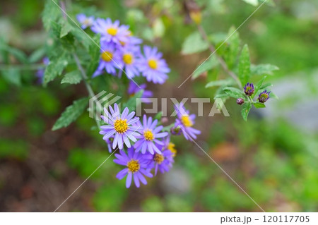 ミヤコワスレの花 120117705