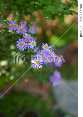 ミヤコワスレの花 120117706