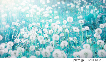 Green field with white dandelions 120118349