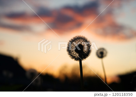Dandelion silhouette on sunset background 120118350