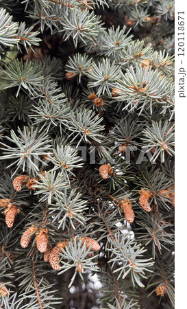 Blue or grey pine, for a festive background,  coniferous tree branches with cones. 120118671